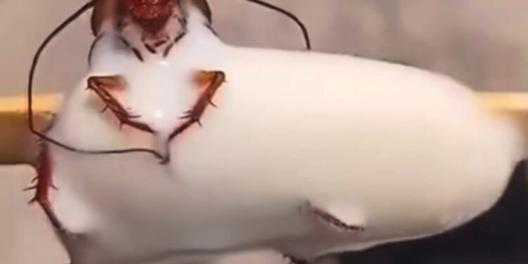 Banhista encontra barata em picolé no RJ; fábrica é interditada