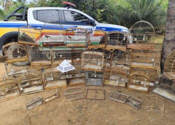 Idoso é preso e multado em R$ 60 mil por manter 33 pássaros silvestres em cativeiro em Lagoa da Prata