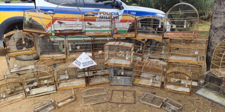 Idoso é preso e multado em R$ 60 mil por manter 33 pássaros silvestres em cativeiro em Lagoa da Prata