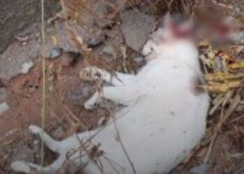 Crime de maus-tratos a animais gera repercussão e mobilização em Formiga