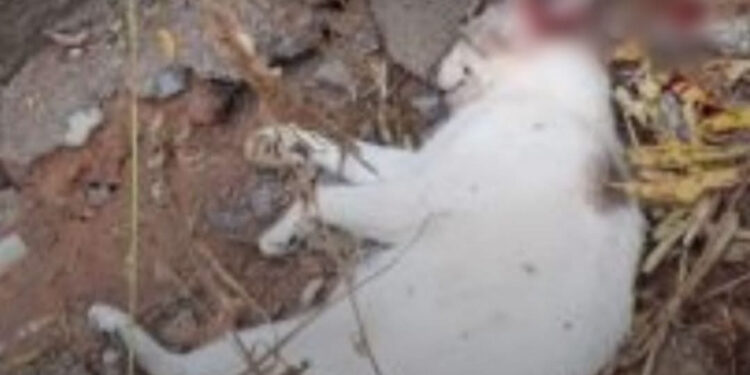 Crime de maus-tratos a animais gera repercussão e mobilização em Formiga