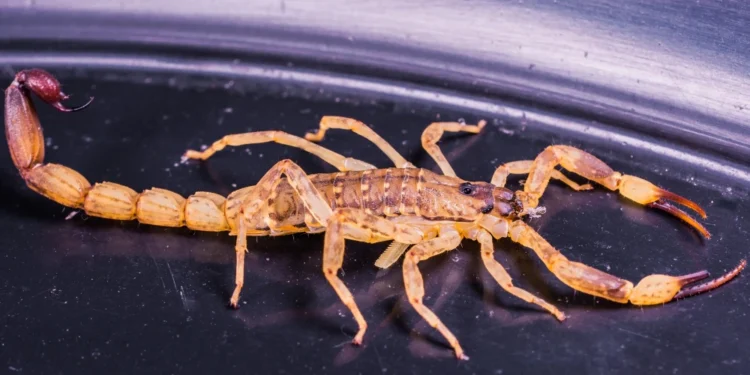 Menino de dois anos morre após ser picado por escorpião no interior de Minas