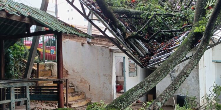 Temporal em Formiga: queda de árvore causa estragos em residência no bairro Santo Antônio