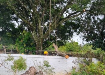 Bombeiros realizam corte de árvore caída sobre residência de Formiga