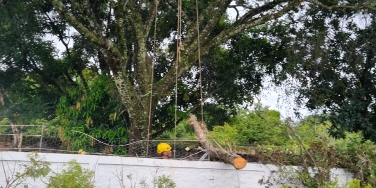Bombeiros realizam corte de árvore caída sobre residência de Formiga