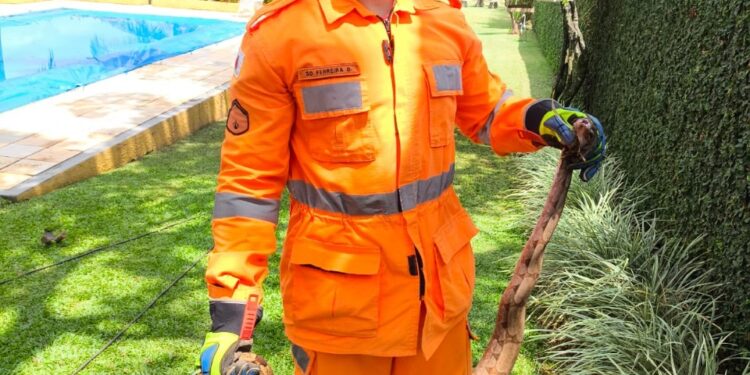 Bombeiros resgatam jiboia em residência no condomínio Edentur