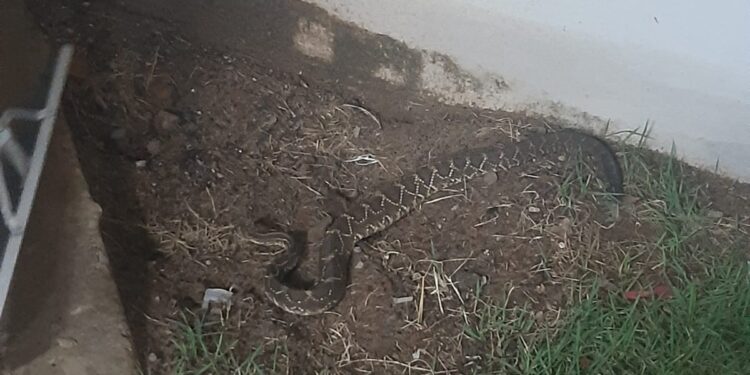 Cobra encontrada em varanda de residência é resgatada pelos bombeiros em Arcos