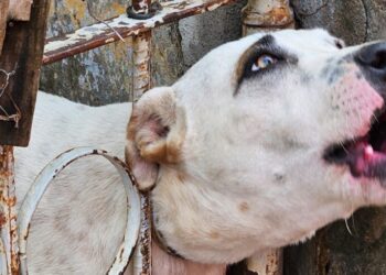 Cão fica com cabeça presa em portão e é resgatado pelos bombeiros, em Formiga