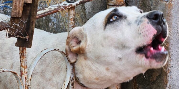 Cão fica com cabeça presa em portão e é resgatado pelos bombeiros, em Formiga