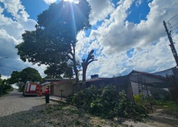 Bombeiros realizam poda de árvore com risco de queda no bairro Cidade Nova, em Formiga