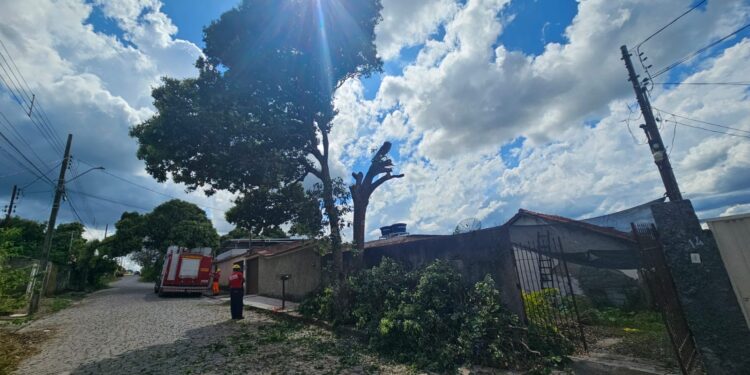 Bombeiros realizam poda de árvore com risco de queda no bairro Cidade Nova, em Formiga