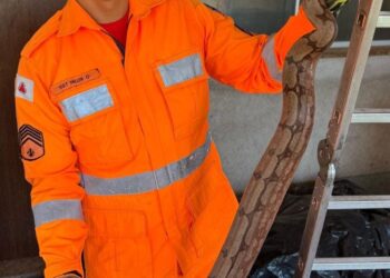 Bombeiros capturam jiboia em residência na zona rural de Formiga