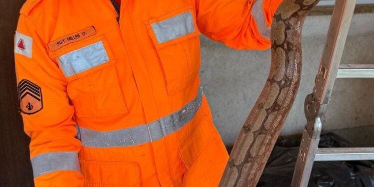 Bombeiros capturam jiboia em residência na zona rural de Formiga