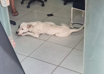 Bombeiros são chamados para resgatar cão agressivo mas encontram animal dócil em Formiga