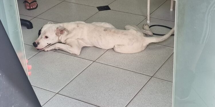 Bombeiros são chamados para resgatar cão agressivo mas encontram animal dócil em Formiga