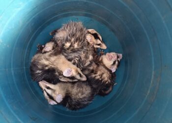 Bombeiros resgatam gambás encontrados em forro de pvc em residência no bairro Novo Horizonte