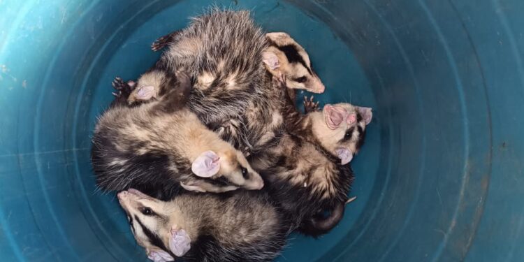 Bombeiros resgatam gambás encontrados em forro de pvc em residência no bairro Novo Horizonte