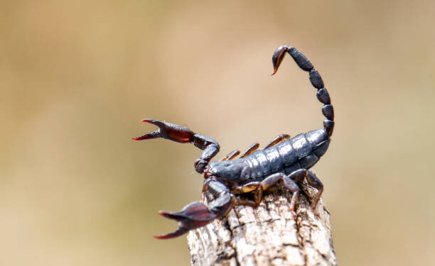 Prefeitura de Formiga realizará dedetização em cemitérios contra infestação de escorpiões