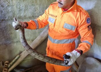Bombeiros resgatam jiboia encontrada em galinheiro de residência, em Arcos
