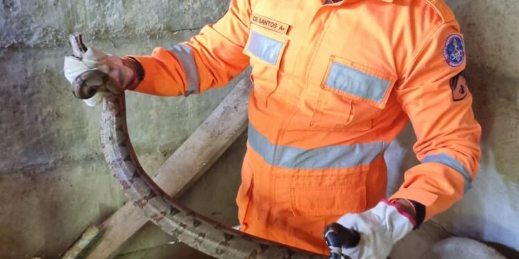 Bombeiros resgatam jiboia encontrada em galinheiro de residência, em Arcos
