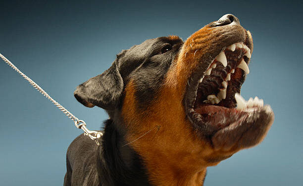 Criança fica em estado grave ao ser atacada por dois rottweilers em Itabira