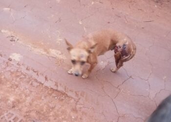 Cão gravemente ferido é resgatado próximo à linha férrea, na Comunidade de Papagaio