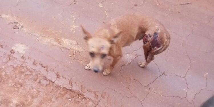 Cão gravemente ferido é resgatado próximo à linha férrea, na Comunidade de Papagaio