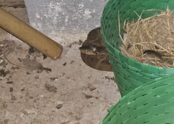 Corpo de Bombeiros de Formiga captura jararaca em galinheiro no bairro das Andorinhas