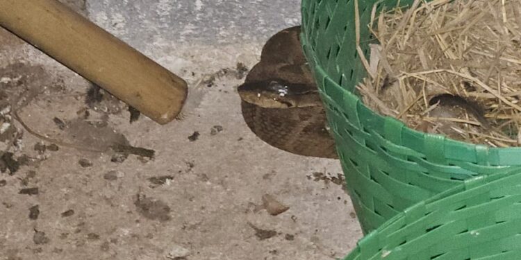 Corpo de Bombeiros de Formiga captura jararaca em galinheiro no bairro das Andorinhas