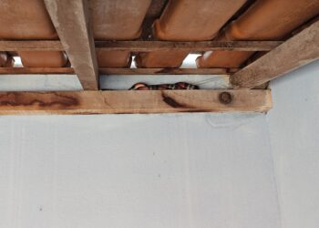 Bombeiros capturam serpente coral em residência, em Formiga