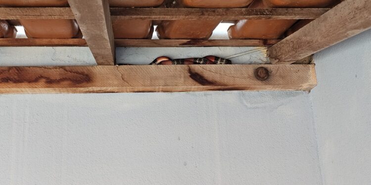 Bombeiros capturam serpente coral em residência, em Formiga