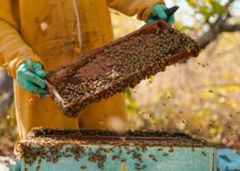 Formiga, Bambuí e Itapecerica lideram criação de abelhas para produção de mel e derivados em MG