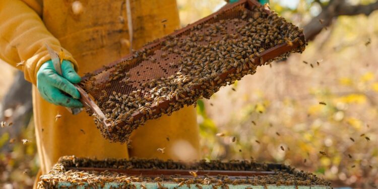 Formiga, Bambuí e Itapecerica lideram criação de abelhas para produção de mel e derivados em MG