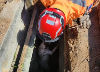 Dois cachorros são resgatados pelos bombeiros após caírem em bueiro no Serra Verde