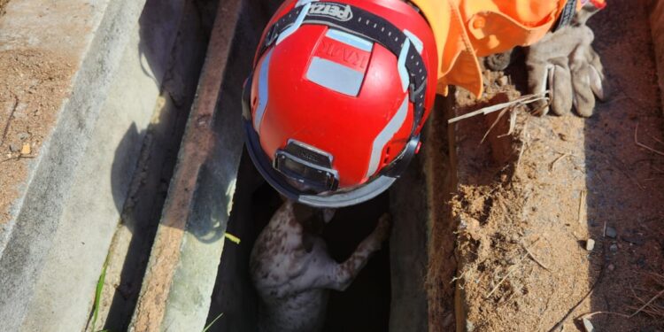 Dois cachorros são resgatados pelos bombeiros após caírem em bueiro no Serra Verde