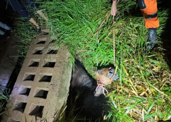 Égua é resgatada pelos bombeiros após cair em mata-burro na Comunidade Paineiras, em Arcos