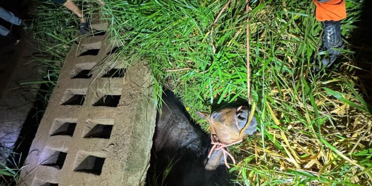 Égua é resgatada pelos bombeiros após cair em mata-burro na Comunidade Paineiras, em Arcos