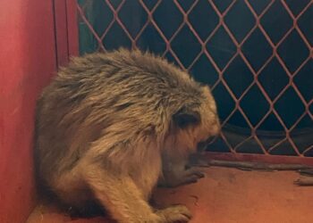 Macaco encontrado dentro de fábrica em Bambuí é resgatado pelo Corpo de Bombeiros