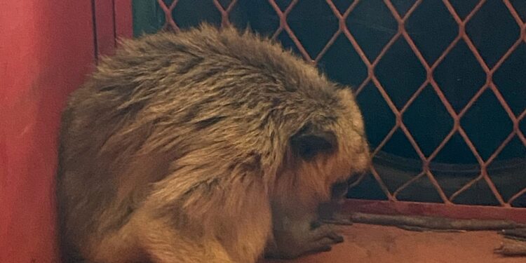 Macaco encontrado dentro de fábrica em Bambuí é resgatado pelo Corpo de Bombeiros