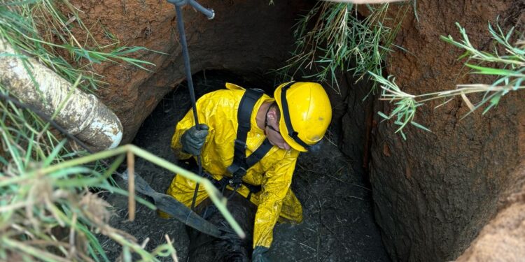 Égua é resgatada de fossa séptica em comunidade rural de Formiga