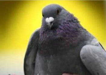 Restaurante chinês é fechado na Espanha por servir pombo como se fosse pato 