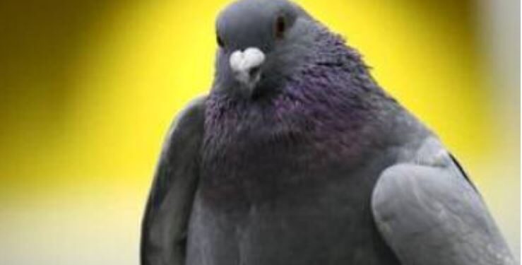 Restaurante chinês é fechado na Espanha por servir pombo como se fosse pato 