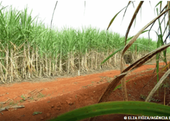 Brasil terá segunda maior safra de cana, segundo estimativa da Conab