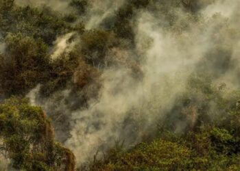 Crise climática pode provocar nova extinção em massa, diz pesquisador 