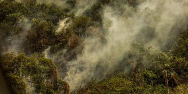 Crise climática pode provocar nova extinção em massa, diz pesquisador 