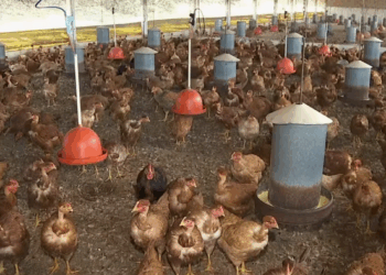 Granjas do Sul de Minas redobram cuidados após confirmação de caso de gripe aviária no estado