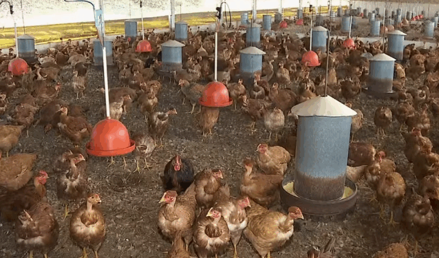 Granjas do Sul de Minas redobram cuidados após confirmação de caso de gripe aviária no estado