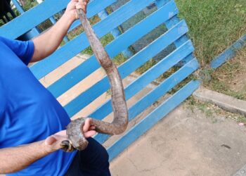 Cobra jiboia é resgatada com ferimentos em Furnastur, em Formiga