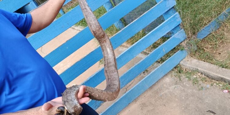 Cobra jiboia é resgatada com ferimentos em Furnastur, em Formiga