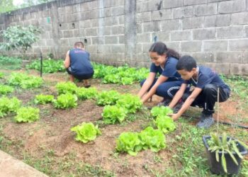 Alunos da Escola Célia de Melo transformam terreno ocioso em fonte de alimentação saudável e cidadania